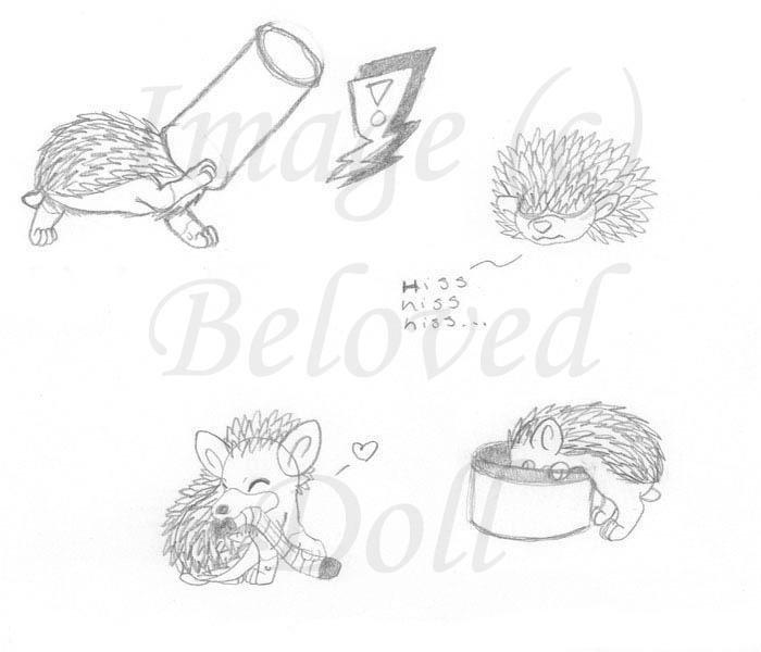 Hedgehog Sketches